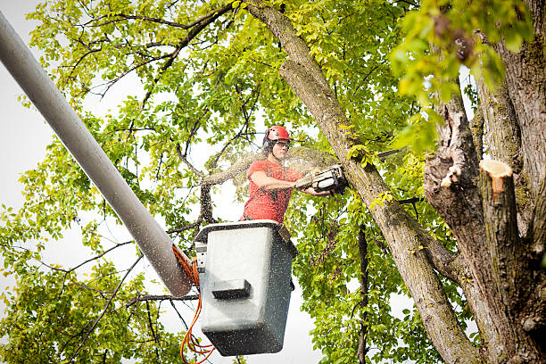 How Our Tree Care Process Works  in  Sisseton, SD