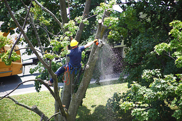 Best Tree Trimming and Pruning  in Sisseton, SD