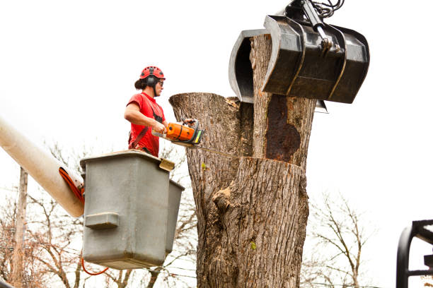Professional Tree Care in Sisseton, SD